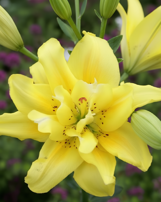 LILIUM ASIATICO DOPPIO FATA MORGANA