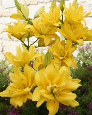 LILIUM ASIATICO DOPPIO FATA MORGANA