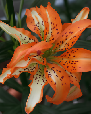 LILIUM ASIATICO DOPPIO MUST SEE