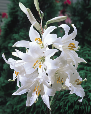 LILIUM CANDIDUM (GIGLIO DI S. ANTONIO)