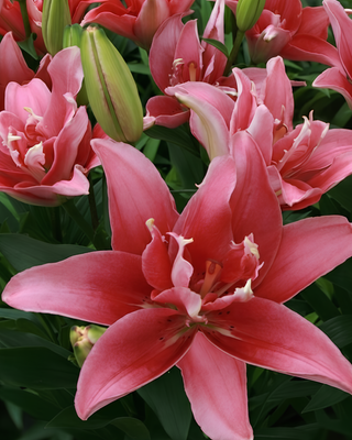 LILIUM DOPPIO DOUBLE LADY