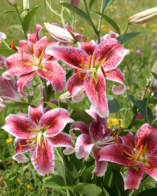 LILIUM DOPPIO DOUBLE LADY