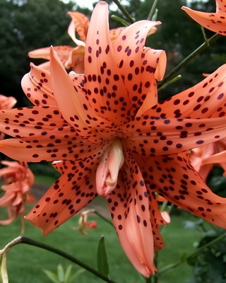 LILIUM LANCIFOLIUM FIORE PIENO