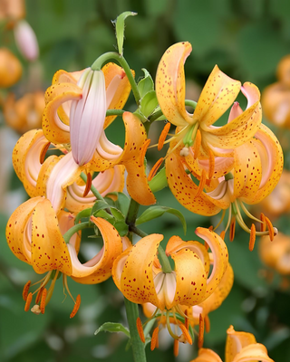 LILIUM MARTAGONE IBRIDO TERRACE CITY