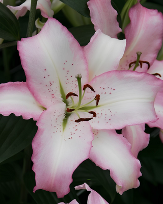 LILIUM ORIENTALE BRASILIA