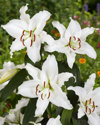 LILIUM ORIENTALE CASABLANCA