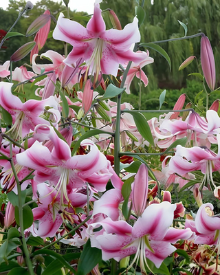 LILIUM O.T. ANASTASIA
