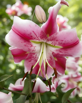 LILIUM O.T. ANASTASIA