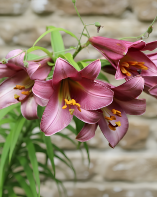 LILIUM A TROMBA PINK PERFECTION