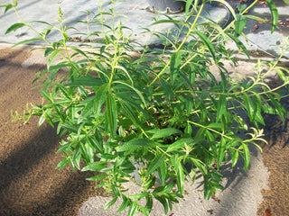 Lippia citriodora-Erba cedrina