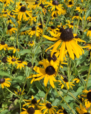 RUDBECKIA FULGIDA "LITTLE GOLDSTAR"