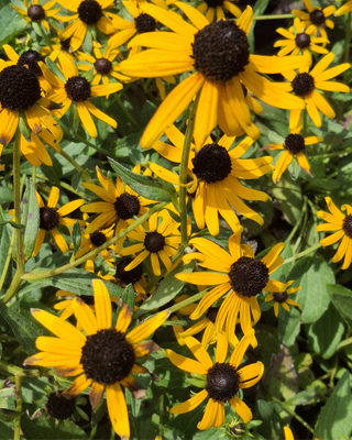 RUDBECKIA FULGIDA "LITTLE GOLDSTAR"