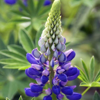 Lupino blu