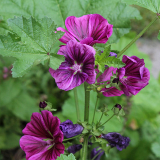 Malva mauritiana