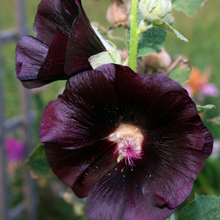 Malvone nero