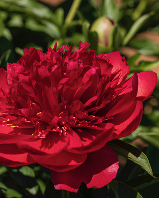 PEONIA MANY HAPPY RETURNS