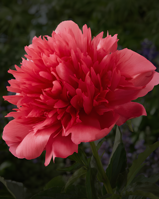 PEONIA MANY HAPPY RETURNS