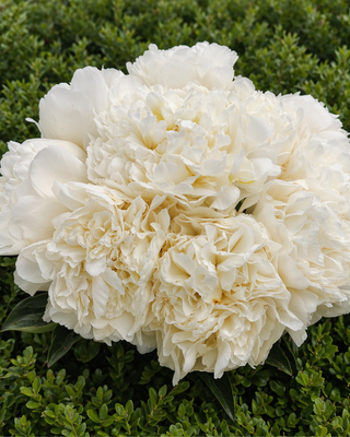 MAZZO BIANCO