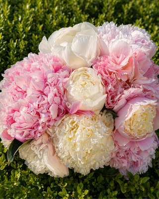 MAZZO MISTO ROSA E BIANCO