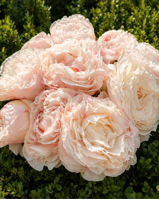 MAZZO ROSA