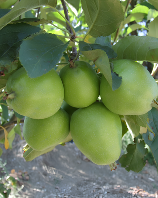 PIANTA DI MELA CUZZA "MALUS DOMESTICA"