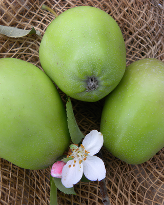 PIANTA DI MELA CUZZA "MALUS DOMESTICA"