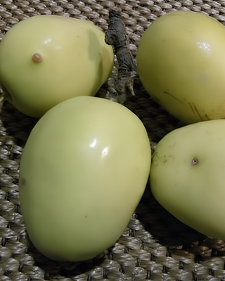 PIANTA DI MELA LIMONCELLA "MALUS DOMESTICA"