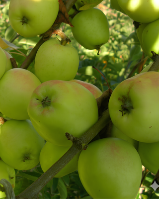 PIANTA DI MELA LIMONCELLA "MALUS DOMESTICA"