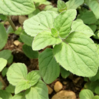 Menta d'acqua