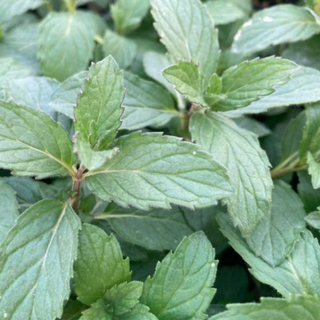 Menta alpina