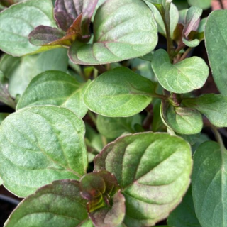 Menta cedro