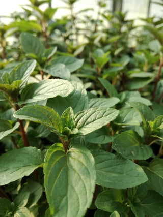 Menta cioccolato