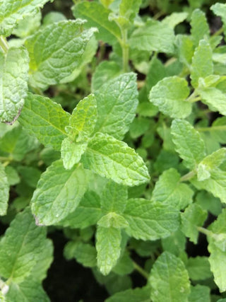 Menta fragola
