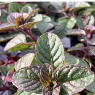 Menta frutti di bosco