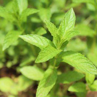Menta giapponese
