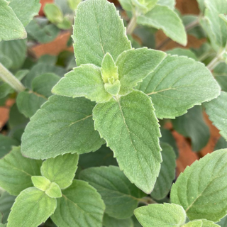 Menta limone