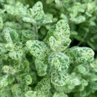 Menta mango