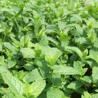 Menta marocchina