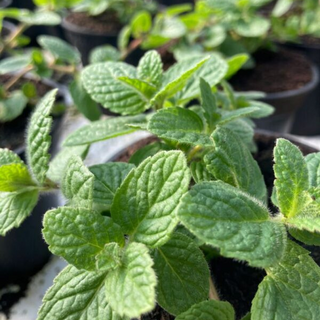 Menta mela