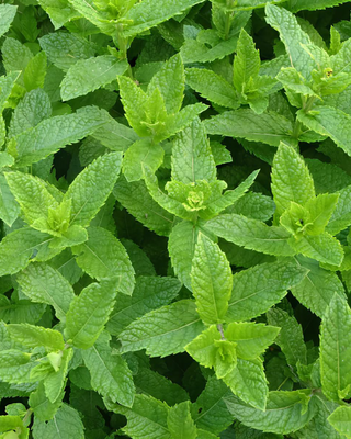 MENTA PIPERITA