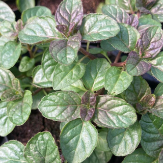 Menta ribes