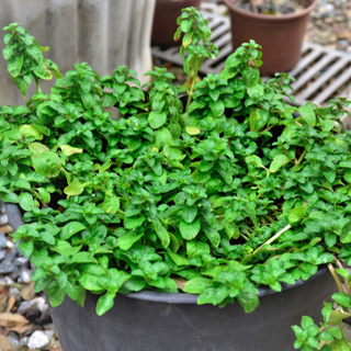 Menta romana