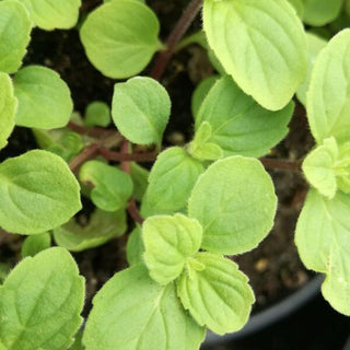 Menta zenzero
