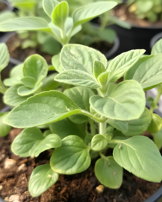 MENTUCCIA ROMANA O NEPITELLA