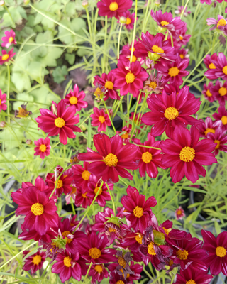 COREOPSIS "MERCURY RISING"