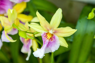 Miltonia