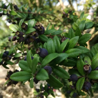 Mirto tarentina