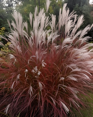 MISCANTHUS "LITTLE MISS"