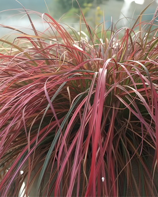 MISCANTHUS "LITTLE MISS"