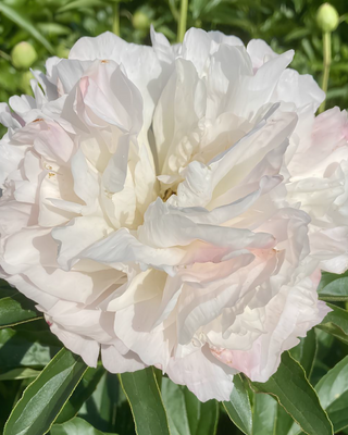 PEONIA MISS AMERICA